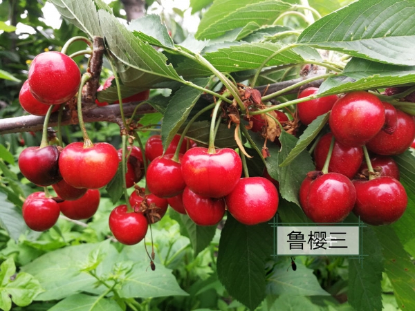 鲁樱三