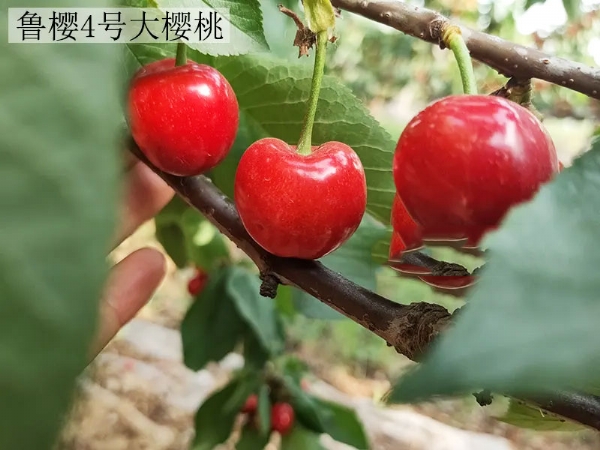 鲁樱四